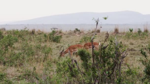 Una gacela caminando a través de una sabana — Vídeos de Stock