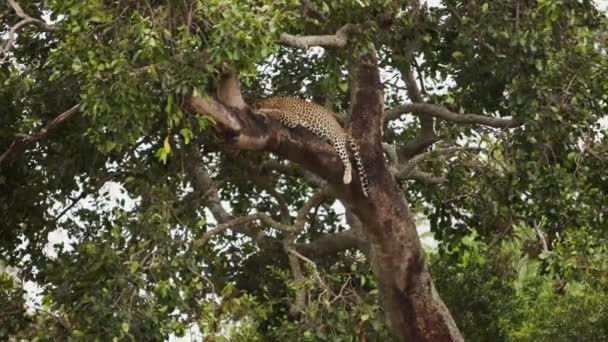 Un gran leopardo tendido en un árbol alto y frondoso. — Vídeos de Stock