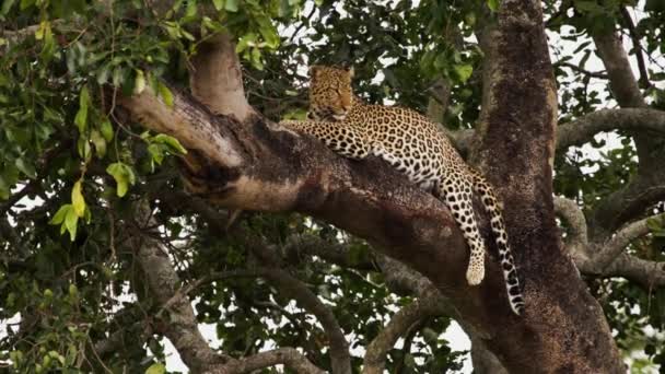 Un gran leopardo tendido en un árbol alto y frondoso. — Vídeos de Stock