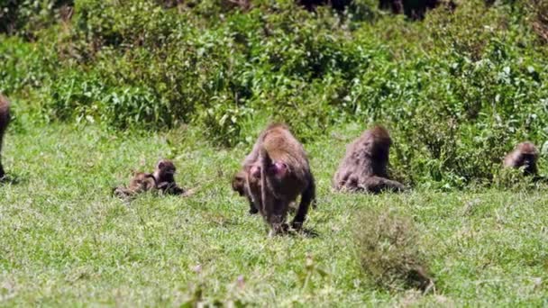 Los babuinos caminan alrededor de un bosque subsahariano. — Vídeo de stock