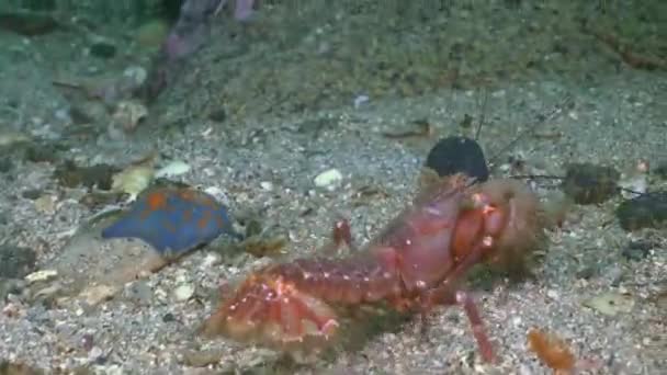 El lenguado en el fondo marino de piedra está buscando comida.. — Vídeos de Stock