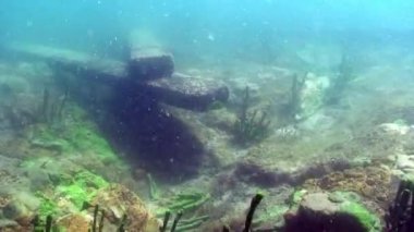 Porifera deniz süngeri Lubomirskiidae ve Spongillidae Baykal Gölü 'nün suları altında..