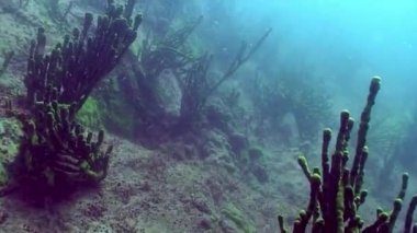 Porifera deniz süngeri Lubomirskiidae ve Spongillidae Baykal Gölü 'nün suları altında..