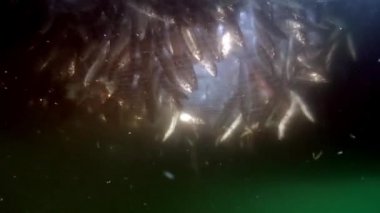 Baykal Gölü 'nün altında balık ağında bir sürü canlı balık var..