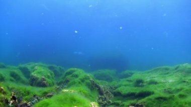 Baykal Gölü 'nün sualtı yosunu..