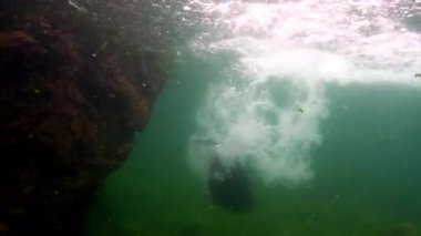 Baykal Gölü 'nün dibindeki sualtı fokları..