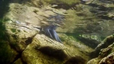 Baykal Gölü 'nün dibindeki su altı taşları..