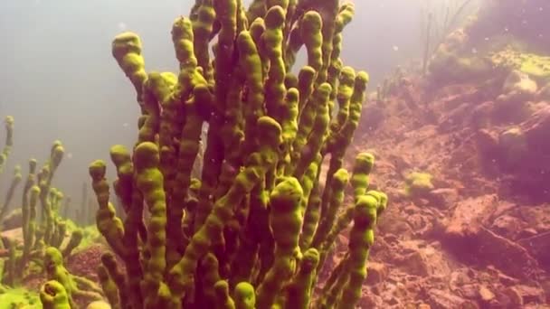Esponja de mar Porifera Lubomirskiidae y Spongillidae bajo el agua del lago Baikal. — Vídeos de Stock