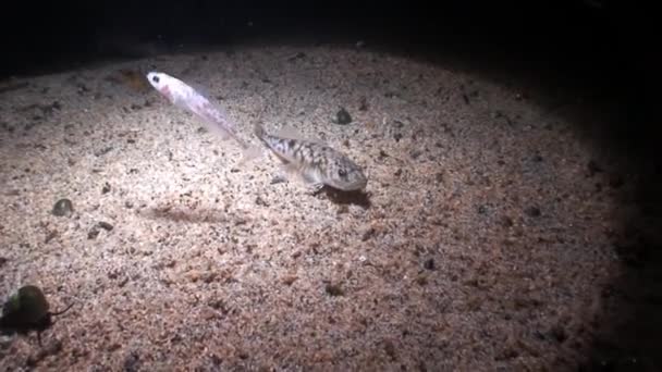 Рыба на подводном песчаном дне Байкала. — стоковое видео