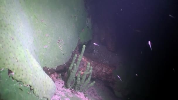 Esponja do mar de Porifera Lubomirskiidae e Spongillidae subaquático do Lago Baikal. — Vídeo de Stock