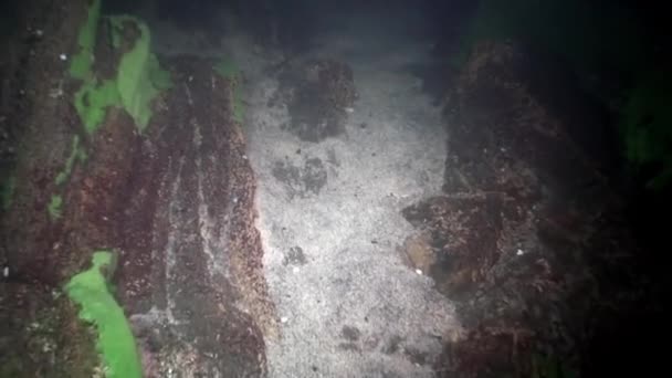 Spugna marina di Porifera Lubomirskiidae e Spongillidae sott'acqua del lago Baikal. — Video Stock