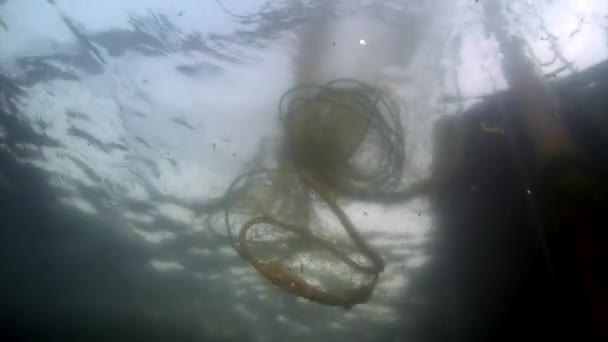 Tournage sous-marin de poissons vivants omul dans un filet de pêche au lac Baïkal. — Video
