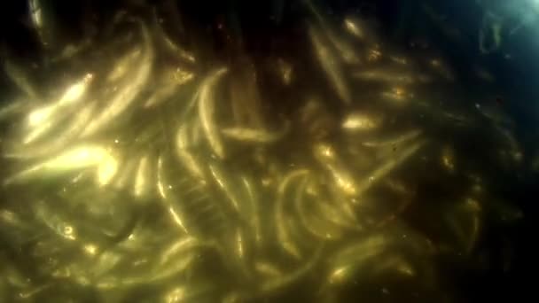 Tournage sous-marin de poissons vivants omul dans un filet de pêche au lac Baïkal. — Video