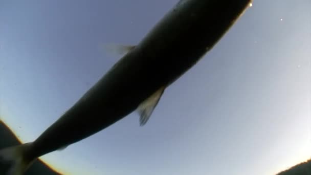 Visnet met veel levende vis omul in visnet onderwater aan het Baikalmeer. — Stockvideo