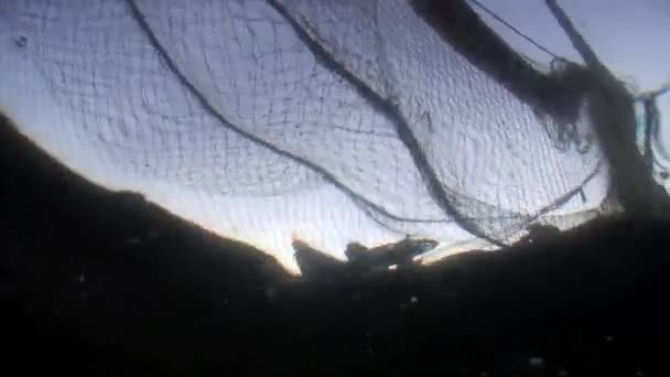 Підводні зйомки живої риби омул у рибальській сітці на озері Байкал.. — стокове відео
