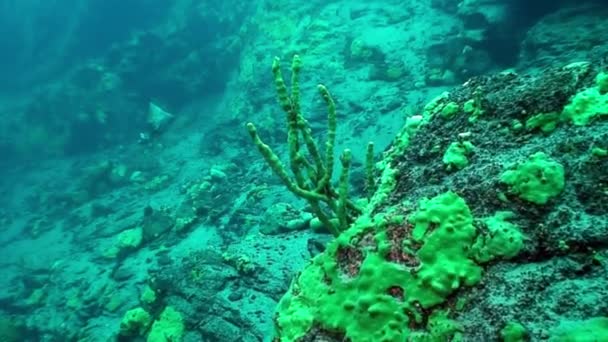 Spugna marina da primo piano Porifera sott'acqua sul fondo del lago Baikal. — Video Stock