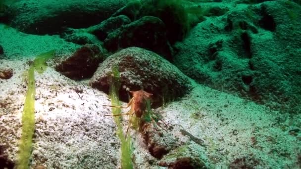 Macro tiro cangrejos de río Acanthogammarus bajo el agua Lago Baikal. — Vídeo de stock