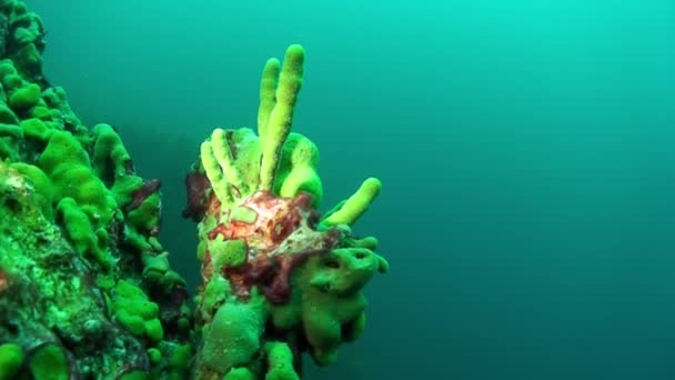 Close-up onderwater endemische groene zeespons Porifera op de bodem van het Baikalmeer. — Stockvideo