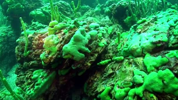 Primer plano bajo el agua endémica esponja de mar verde Porifera en el fondo del lago Baikal. — Vídeo de stock