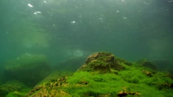 Fondo de roca submarina del lago Baikal. — Vídeo de stock