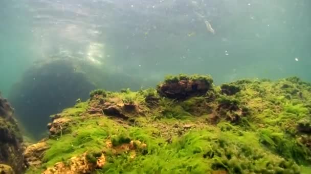 Algas submarinas del lago Baikal. — Vídeos de Stock