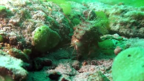 Crayfish in green sea goo slime Spirogyra and Stigeoclonium underwater Baikal. — Stok Video