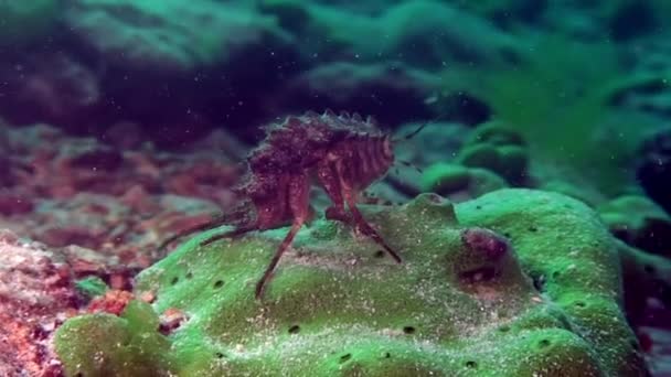 Endemiska kräftor Acanthogammarus på grönt hav svamp under vattnet Lake Baikal. — Stockvideo
