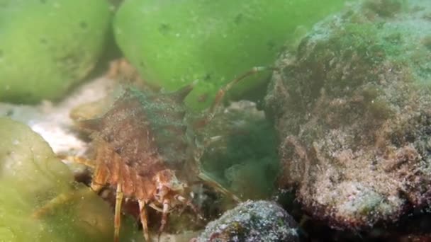 Crayfish in green sea goo slime Spirogyra and Stigeoclonium underwater Baikal. — Stok Video