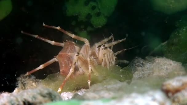 Kräftor under vatten Baikal. — Stockvideo