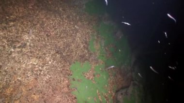 Baykal Gölü 'nün dibindeki su altı taşları..