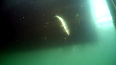 Baykal Gölü 'nde balık ağında canlı balık avı..