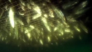 Baykal Gölü 'nde balık ağında canlı balık avı..