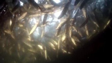 Baykal Gölü 'nün altında balık ağındaki Omul balığı..