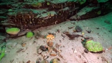 Acanthogammarus 'a yakınlaştır. Suyun altında deniz kabuklu kerevit Baykal Gölü.