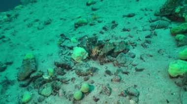 Eşsiz kabuklu kerevit Acanthogammarus su altında Baykal Gölü.