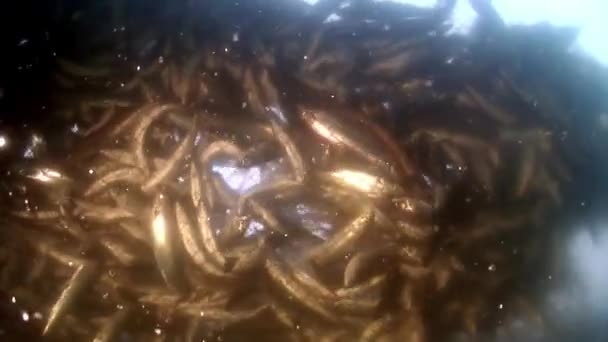 バイカル湖の水中漁網に生きた魚がたくさんいる漁網. — ストック動画