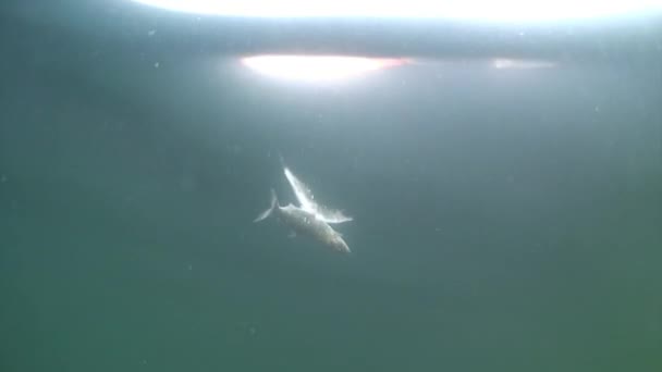 贝加尔湖水下渔网中含有大量活鱼卵的渔网. — 图库视频影像