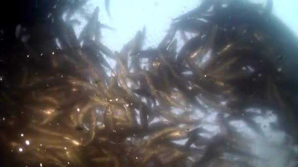 Рибна сітка з великою кількістю живих риб омулюється в рибальській сітці під водою на озері Байкал.. — стокове відео