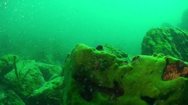 Морская губка Порифера Любомирские и Spongillidae под водой озера Байкал. — стоковое видео