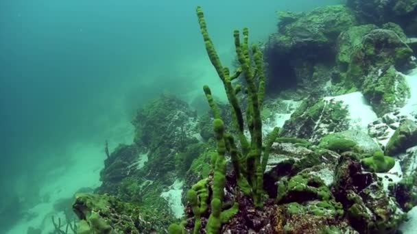 Esponja de mar Porifera Lubomirskiidae y Spongillidae bajo el agua del lago Baikal. — Vídeo de stock