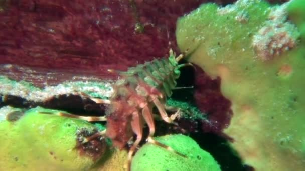 Cangrejo de río crustáceo de cerca Acanthogammarus bajo el agua Lago Baikal. — Vídeos de Stock