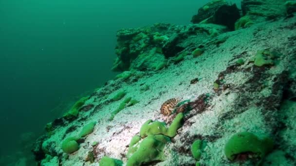 小龙虾水下贝加尔湖. — 图库视频影像