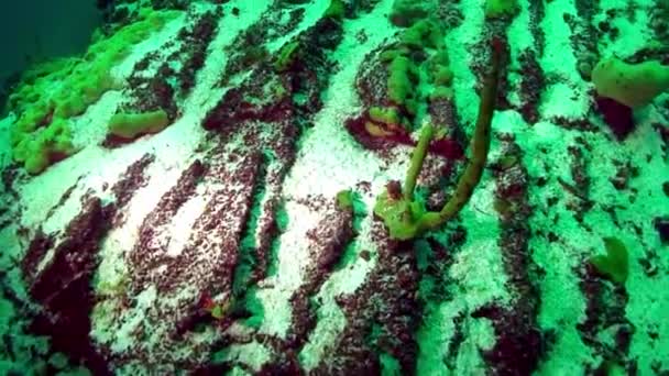 Spugna marina da primo piano Porifera sott'acqua sul fondo del lago Baikal. — Video Stock