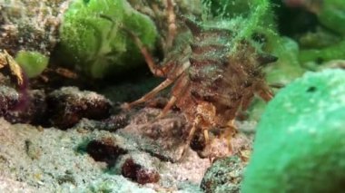 Yakın plan Acanthogammarus kerevit su altında Baykal Gölü.