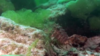 Yakın plan Acanthogammarus kerevit su altında Baykal Gölü.