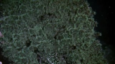 Parlak şeffaf suyun arka planında eşsiz bir deniz tabanı..