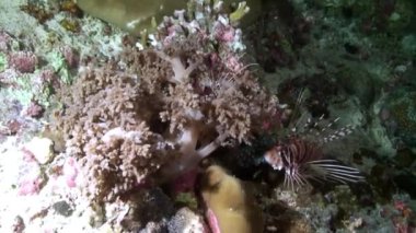 Parlak şeffaf suyun arka planında eşsiz bir deniz tabanı..