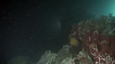 Parlak şeffaf suyun arka planında eşsiz bir deniz tabanı..