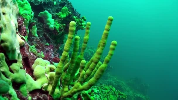 Морская губка Порифера Любомирские и Spongillidae под водой озера Байкал. — стоковое видео