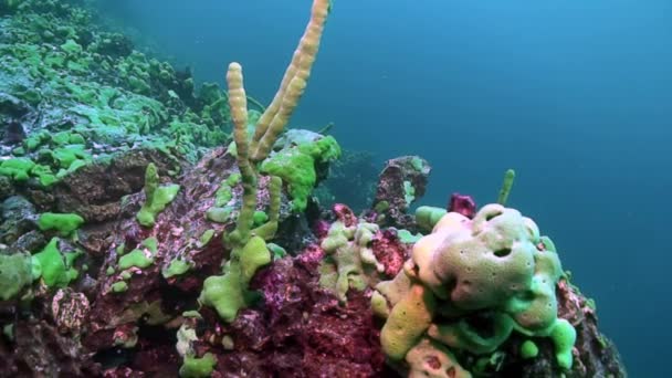 Porifera-Meeresschwamm Lubomirskiidae und Spongillidae unter Wasser des Baikalsees. — Stockvideo